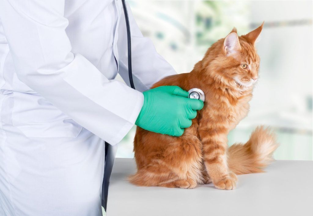 veterinar-non-stop-bucuresti-2